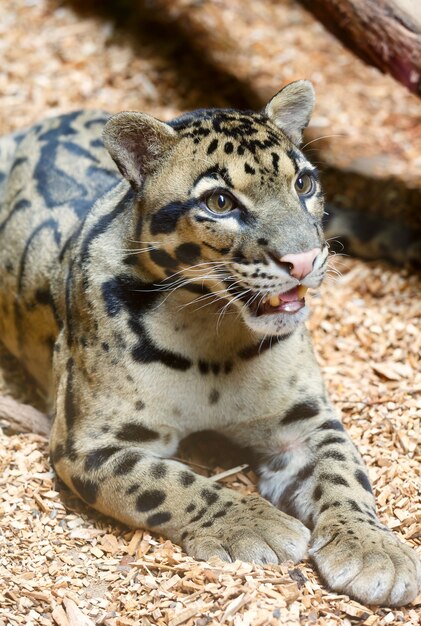 Leopard with spotty fur and attention gaze closeup.