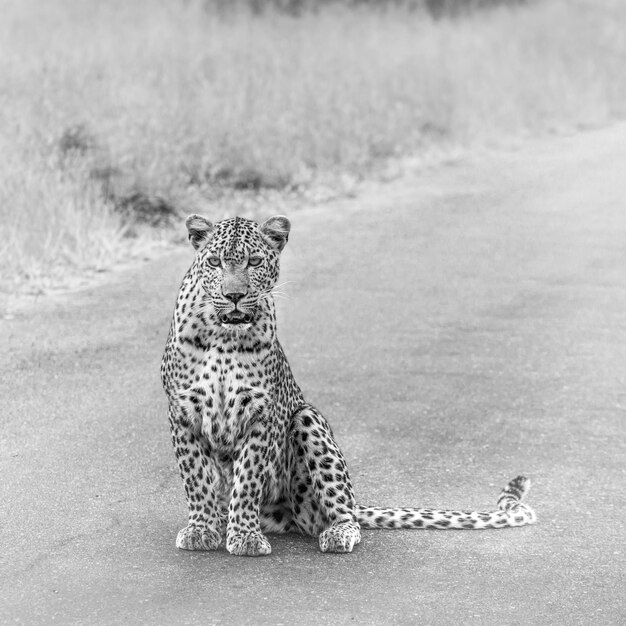 Leopard zit op de weg.