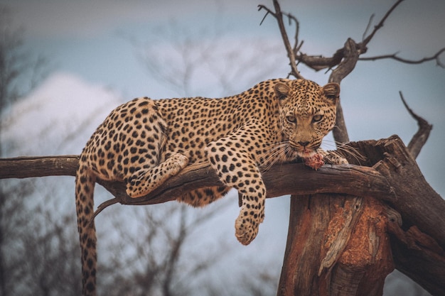 Leopard zit op een gebroken boom.
