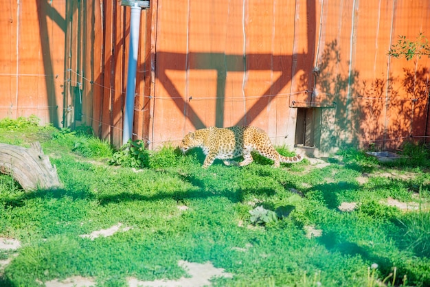 Leopard in zoo life in custody