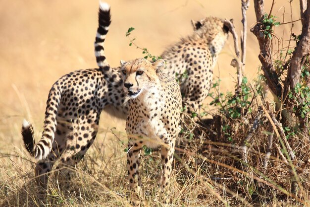 写真 草原に立っているヒョウ