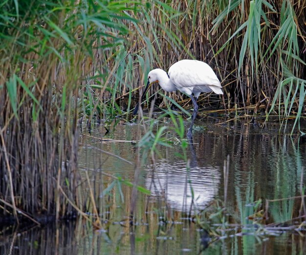 Lepelaarsvissen in het ondiepe water rond een meer