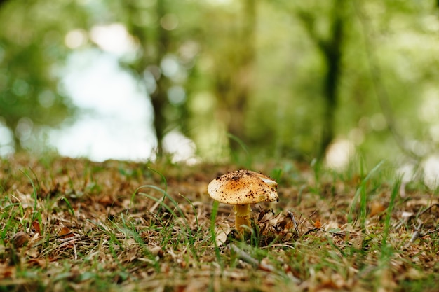 Photo lepiota mushroom in the grass with autumn foliage in the forest