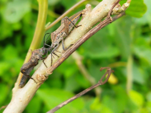 Leptocorisa Oratorius on a tree trunk Animal macro photo