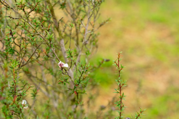 일반적으로 마누카라고 불리는 Leptospermum scoparium은 호주 남동부와 뉴질랜드에서 왔습니다.