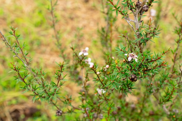 Leptospermum scoparium, обычно называемый манукой, происходит из юго-восточной Австралии и Новой Зеландии.