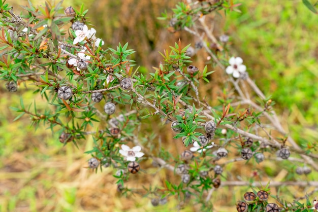 일반적으로 마누카라고 불리는 Leptospermum scoparium은 호주 남동부와 뉴질랜드에서 왔습니다.