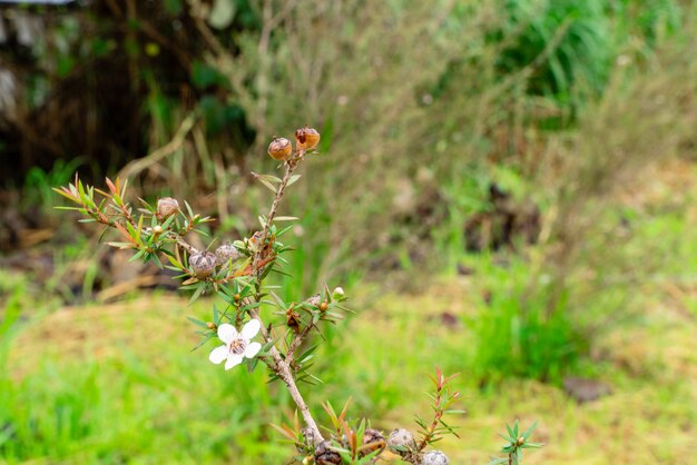 일반적으로 마누카라고 불리는 Leptospermum scoparium은 호주 남동부와 뉴질랜드에서 왔습니다.