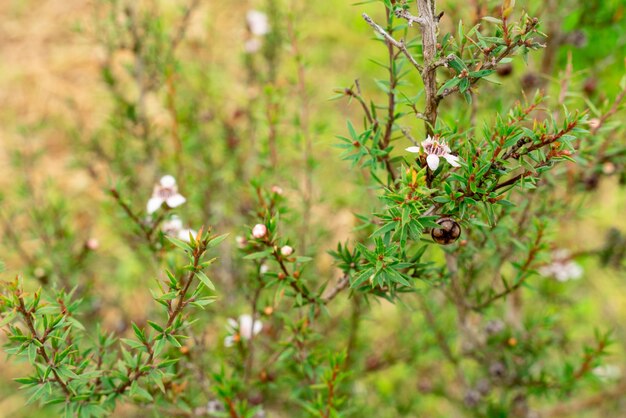 Leptospermum scoparium, gewoonlijk manuka genoemd, komt uit Zuidoost-Australië en Nieuw-Zeeland