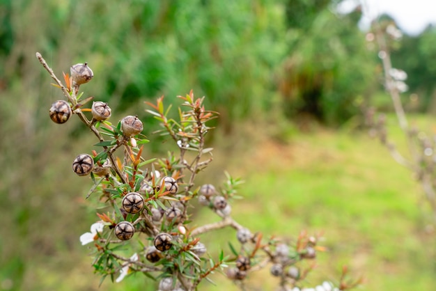 Leptospermum scoparium, gewoonlijk manuka genoemd, komt uit Zuidoost-Australië en Nieuw-Zeeland