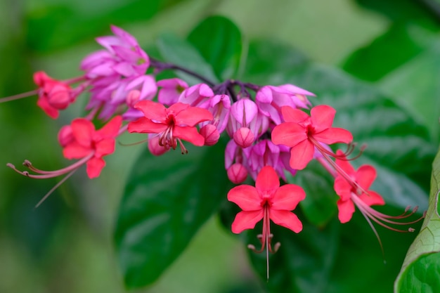 lerodendrum thomsoniae is een bloeiende plant uit het geslacht clerodendrum bloedende hartwijnstok