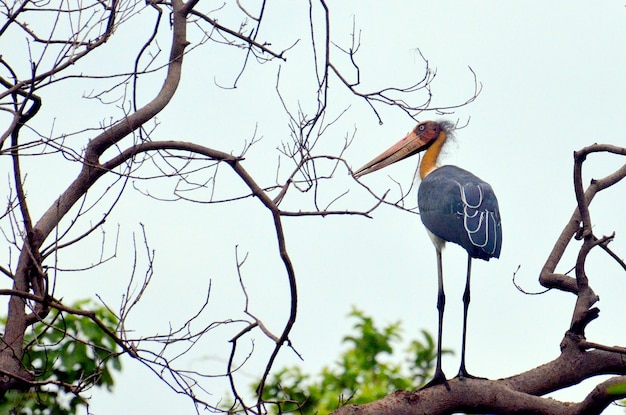 Photo lesser adjutant stork