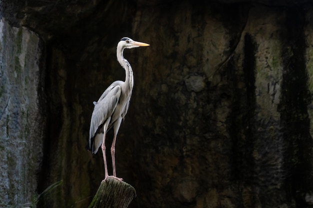 Lesser adjutant stork