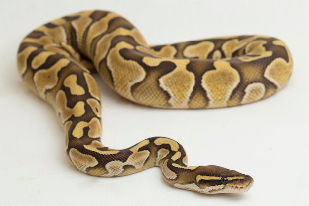 Lesser ball python regius isolated on white background