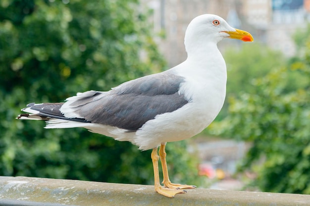 Малая черная чайка Larus fuscus Malaga Испания