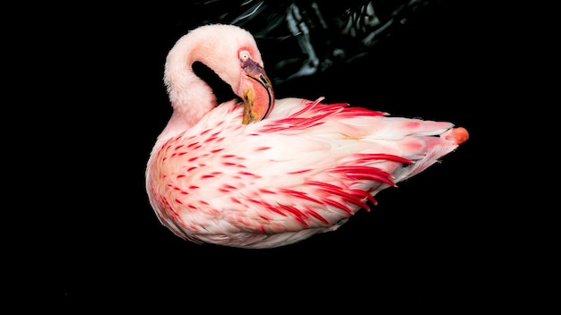 Lesser flamingo Phoeniconaias minor