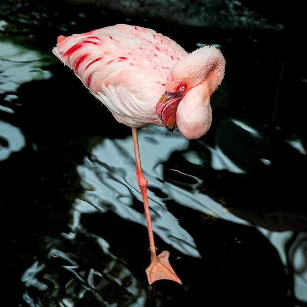 Photo lesser flamingo phoeniconaias minor
