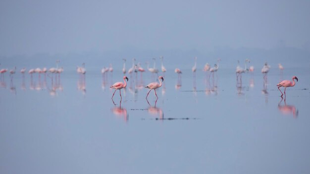 Lesser Flamingos or flamingoes on the lake searching for food