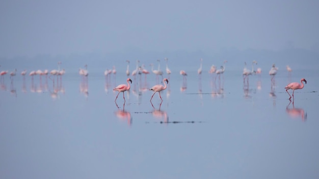 Фото Малые фламинго или фламинго на озере в поисках пищи