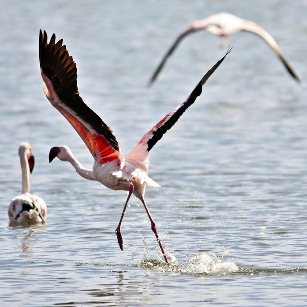 Lesser Flamingos