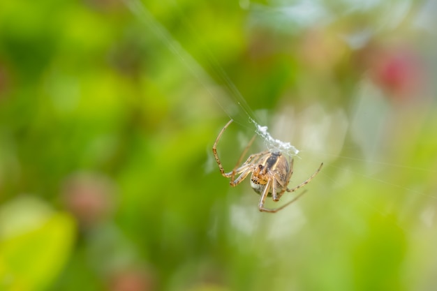 Foto lesser garden spider (metellina segmentata) seduto nel suo web.