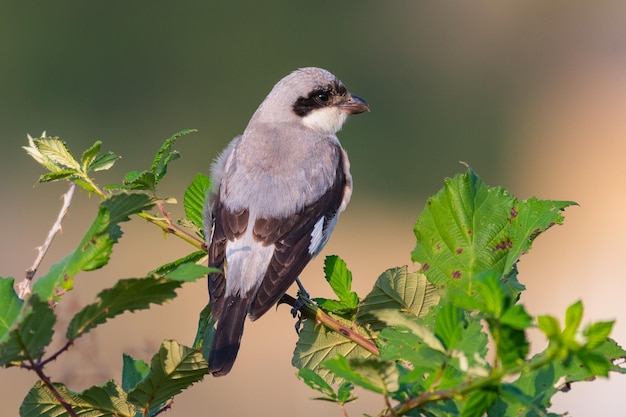 Lesser Grey Shrike, Lanius minor. In the wild. Bird young.