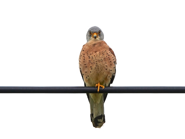 Lesser kestrel Falco naumanni