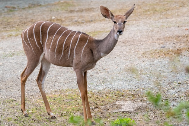 작은 쿠두 Tragelaphus Imberbis 작은 영양