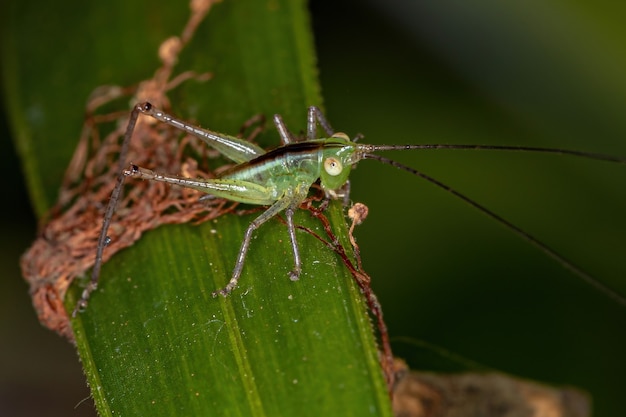 Conocephalus 속의 작은 초원 Katydid 님프