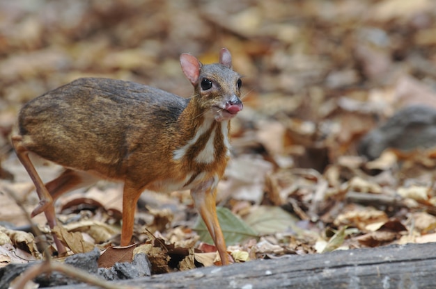 Lesser mouse-deer