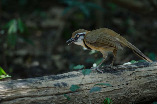 Малый Necklaced Laughingthrush (Garrulax monileger)