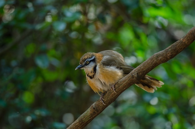 Lesser Necklaced Laughingthrush perching on branch in nature