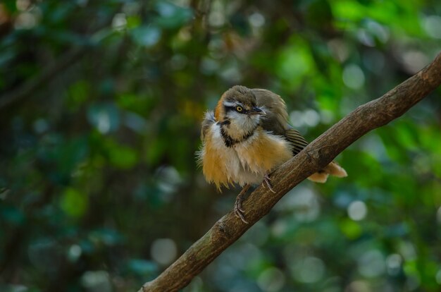 Lesser Necklaced Laughingthrush perching on branch in nature