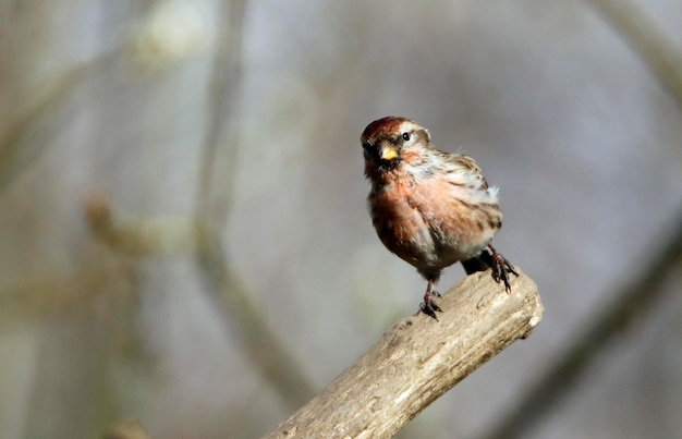 오래된 로그에 자리 잡은 작은 redpoll