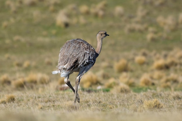 Foto lesser rhea pterocnemia pennata torres del paine nationaal park patagonië chili