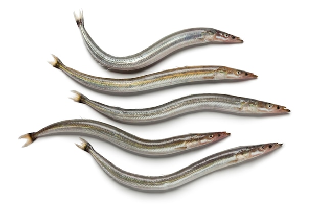 Lesser sand eels