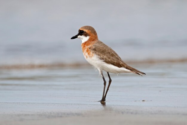 Lesser Sand Plover Charadrius Birds of Thailand