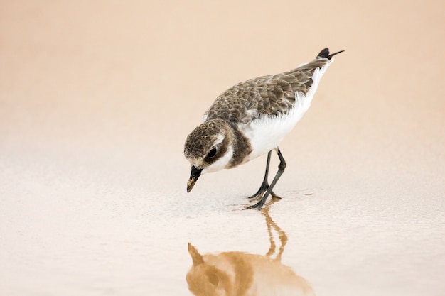 小さい砂の千鳥格子。 Charadrius mongolus