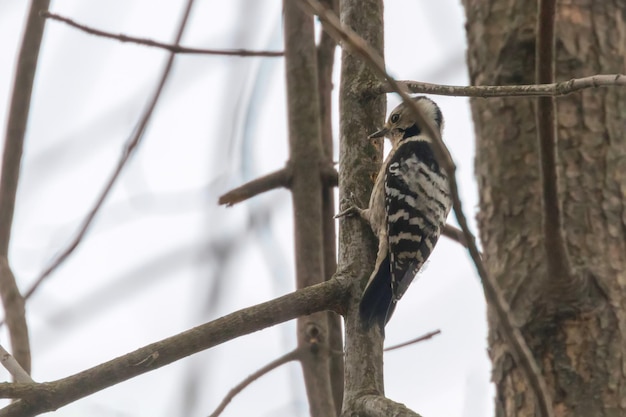 Lesser Spotted Woodpecker on the branch (Dryobates minor)