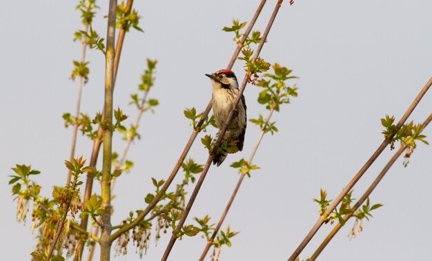 Lesser spotted woodpecker Dendrocopos minor Early morning bird sits on a tree branch