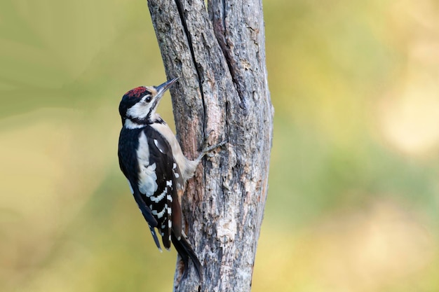 The lesser spotted woodpecker Dryobates minor is a member of the woodpecker family Picidae