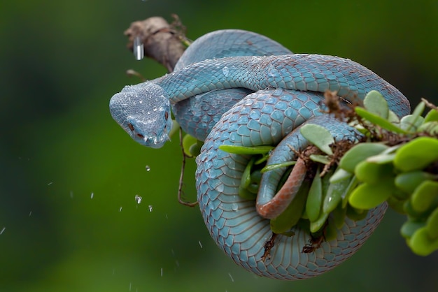 The lesser Sunda viper on a tree branch