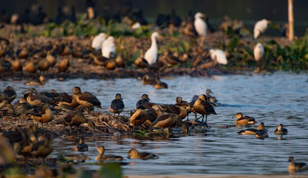 Lesser whistling ducks swimming in lake