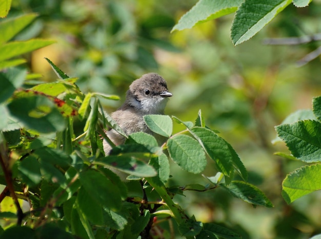 작은 whitethroat 병아리 Sylvia curruca는 화창한 여름 아침에 로즈힙 덤불에서 내다