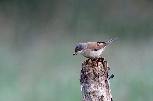 Lesser whitethroat perched on a post collecting insects