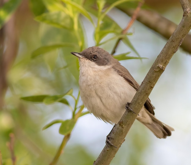 Lesser whitethroat Sylvia curruca 새가 나뭇가지에 앉아 있다