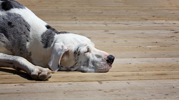 眠っている犬はほっておく