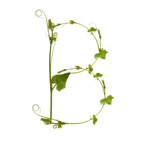 Photo letter b made with plant against white background