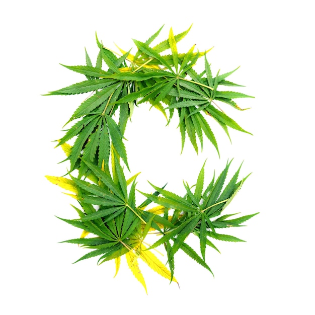 Letter C made of green cannabis leaves on a white background Isolated