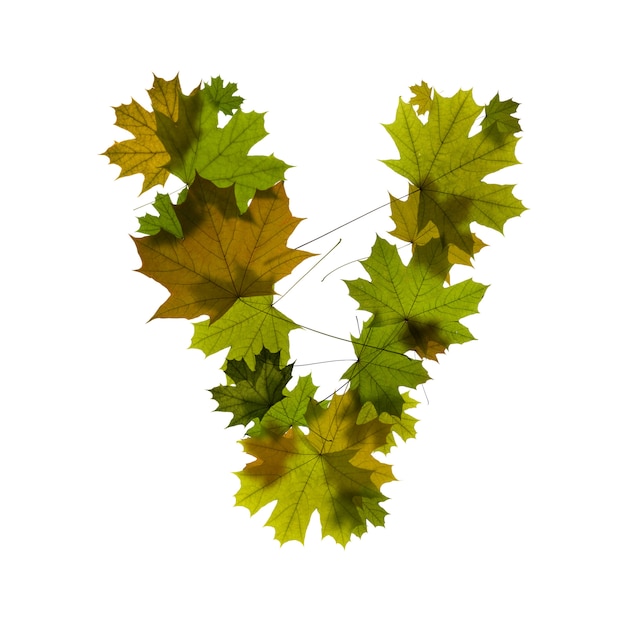 Photo letter from maple leaves